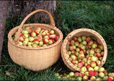 Swing Handle Apple Baskets 14 in and 12 in diameters overflowing with Wickson crab apples. Handle crafted of brown or black ash by Stephen Zeh basketmaker of Temple, Maine. The handles and rims are hand split and hand carved of brown  or black ash.
