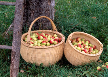 14 in. Swing Handle Apple Basket and 12 in. Swing Handle Apple Basket at base of apple tree with a bountiful crop of Wickson Crab apples and hand made apple ladder. Handwoven of brown or black ash with hand carved bent loop swing handle by basketmaker Stephen Zeh of Temple, Maine.