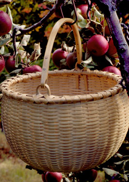 Swing Handle Apple Basket ready for picking Baldwin heirloom apples.