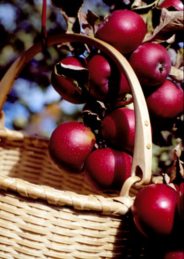 Swing Handle Apple Basket with some pretty apples. Hand woven of brown ash with hand carved bent loop swing handle by Stephen Zeh, Maine basket maker.